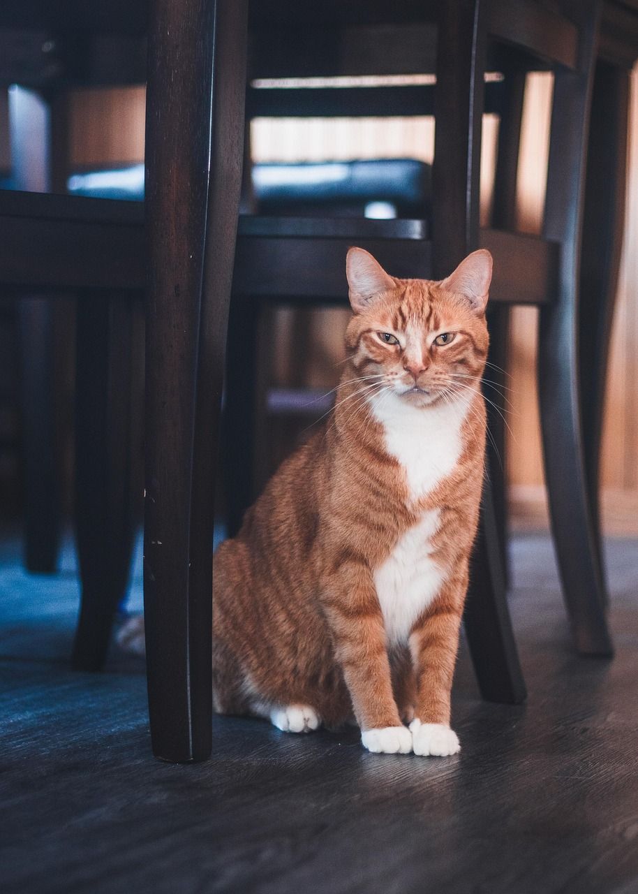 Flerbildefusjonsinngang: katt